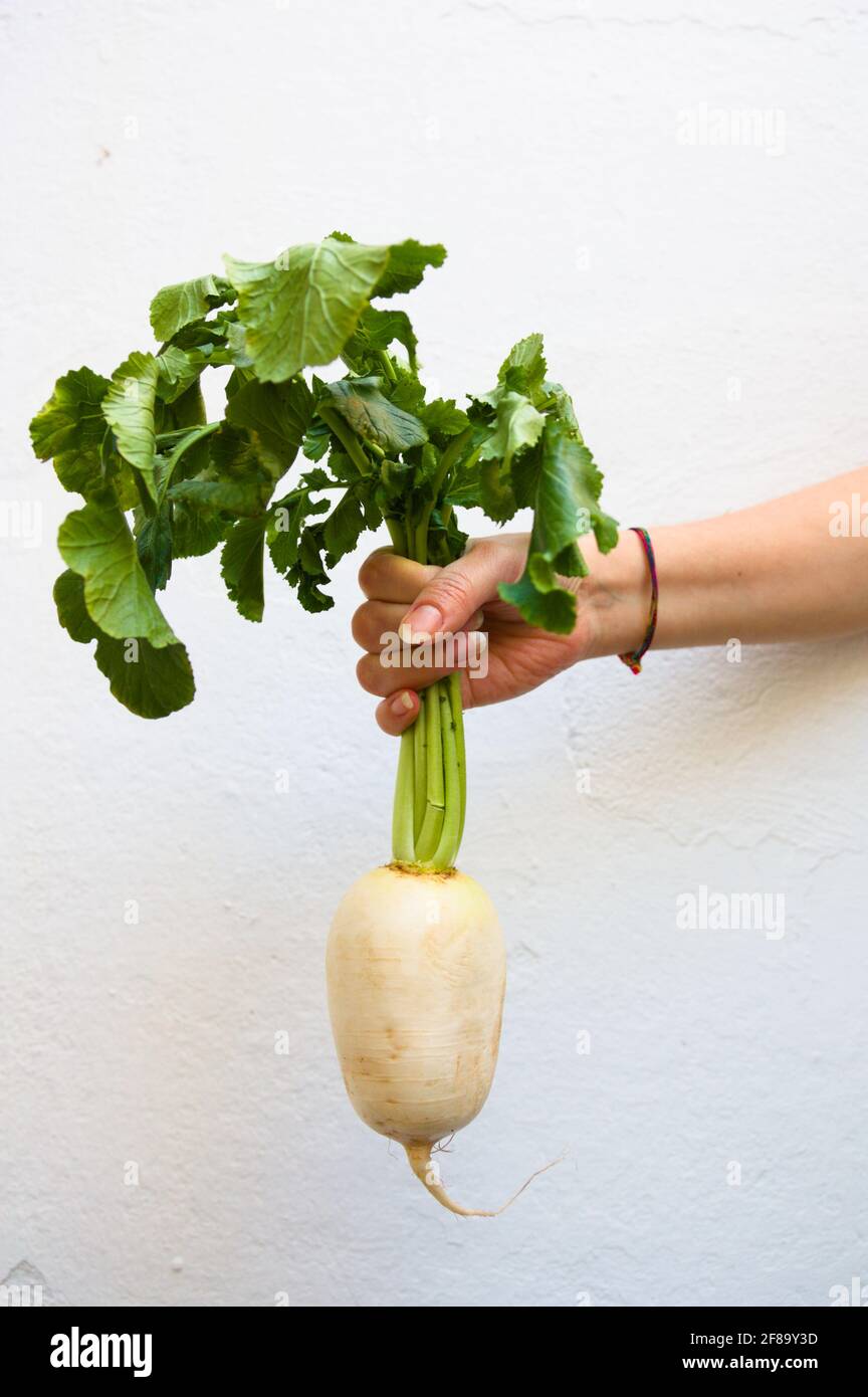 Someone is holding a bunch of elongated white turnips with green leaves on a white background Stock Photo