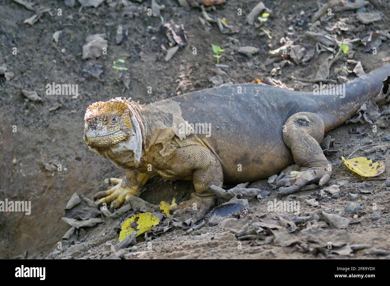 Galapagos land iguana at Urbina Bay, Isabela Island, Galapagos, Ecuador ...