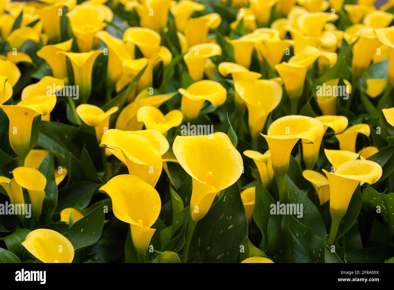 Beautiful tulips, background of blurry tulips in a tulip flowers garden. Nature, keukenhof, niederland Stock Photo