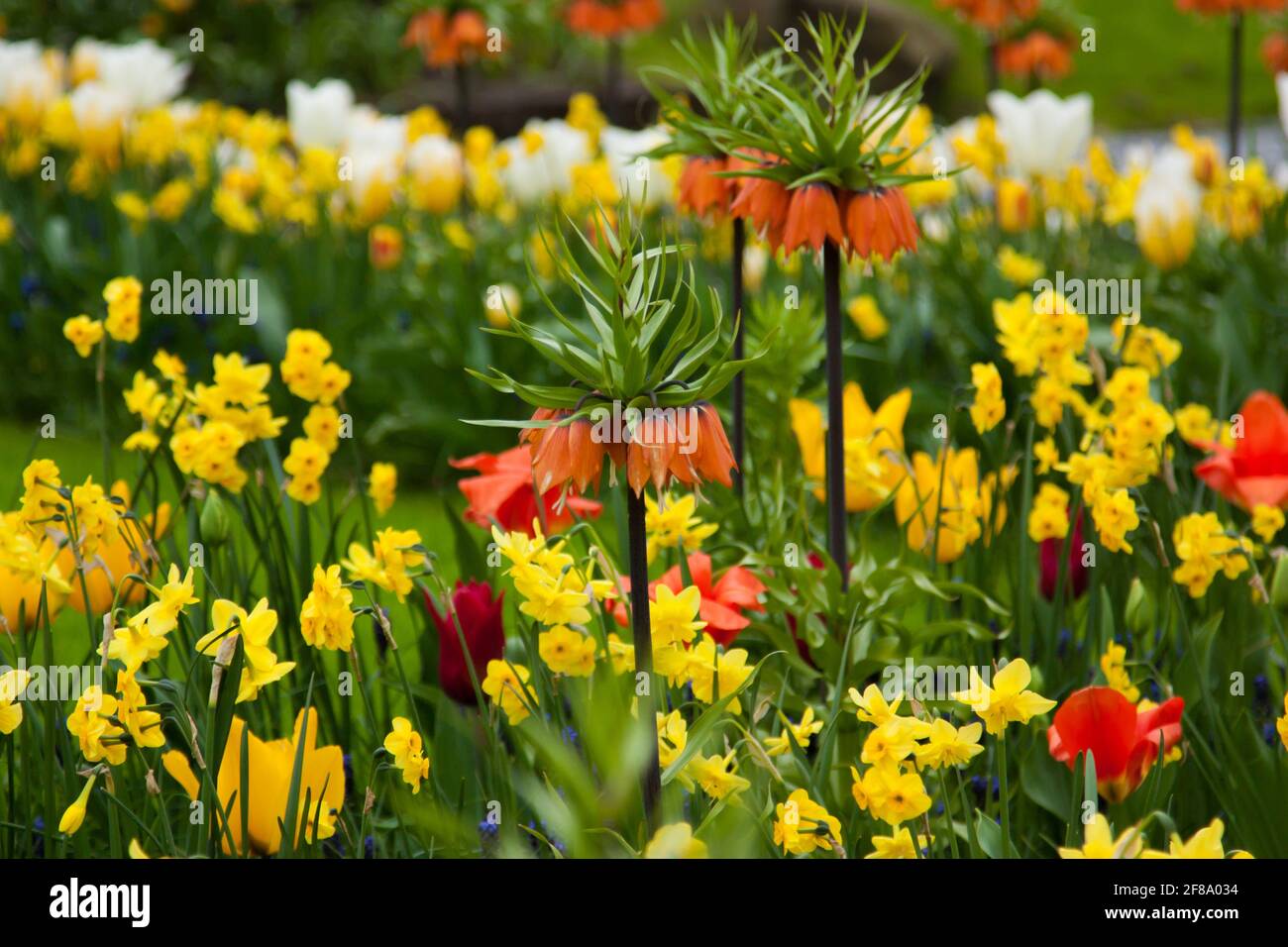 Beautiful tulips, background of blurry tulips in a tulip flowers garden. Nature, keukenhof, niederland Stock Photo