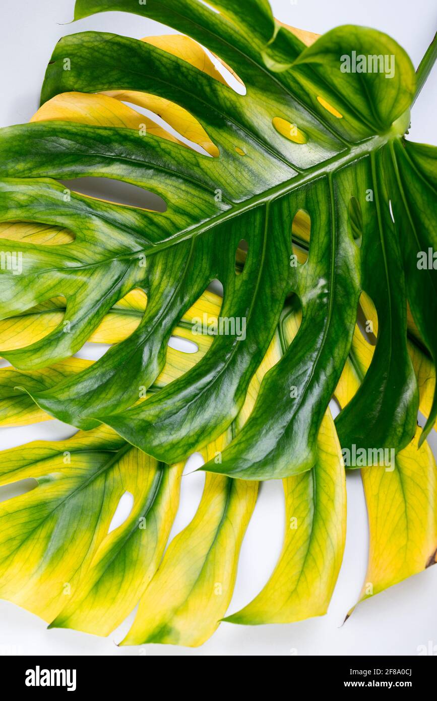 Big green and yellow Monstera leaves, Swiss cheese plant tropical against  light gray color background. Summer seasonal background Stock Photo - Alamy