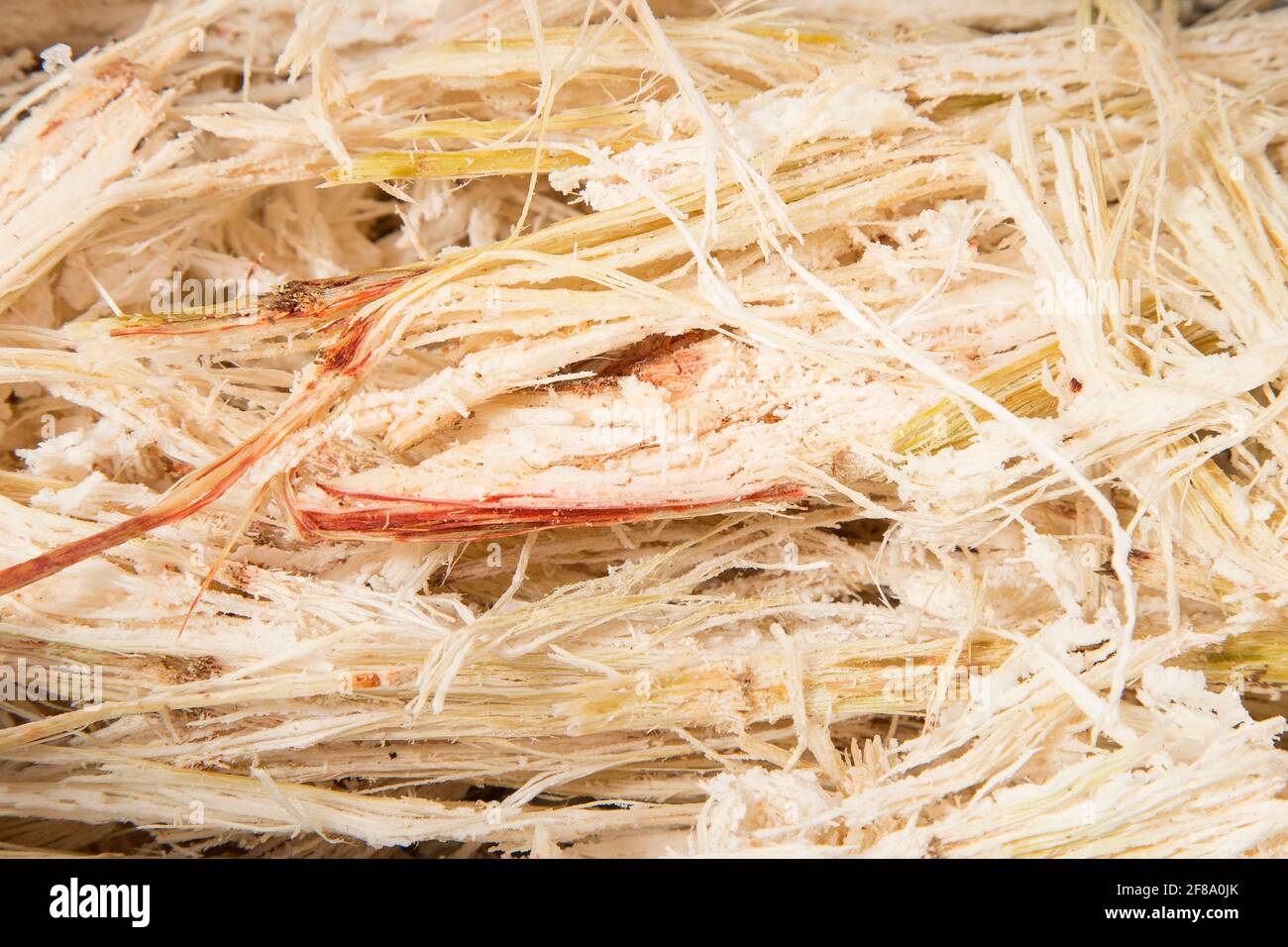 Waste of sugarcane - Saccharum officinarum Stock Photo