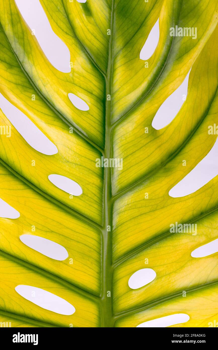 Big Yellow Monstera leaf close up, Swiss cheese plant tropical. Hello