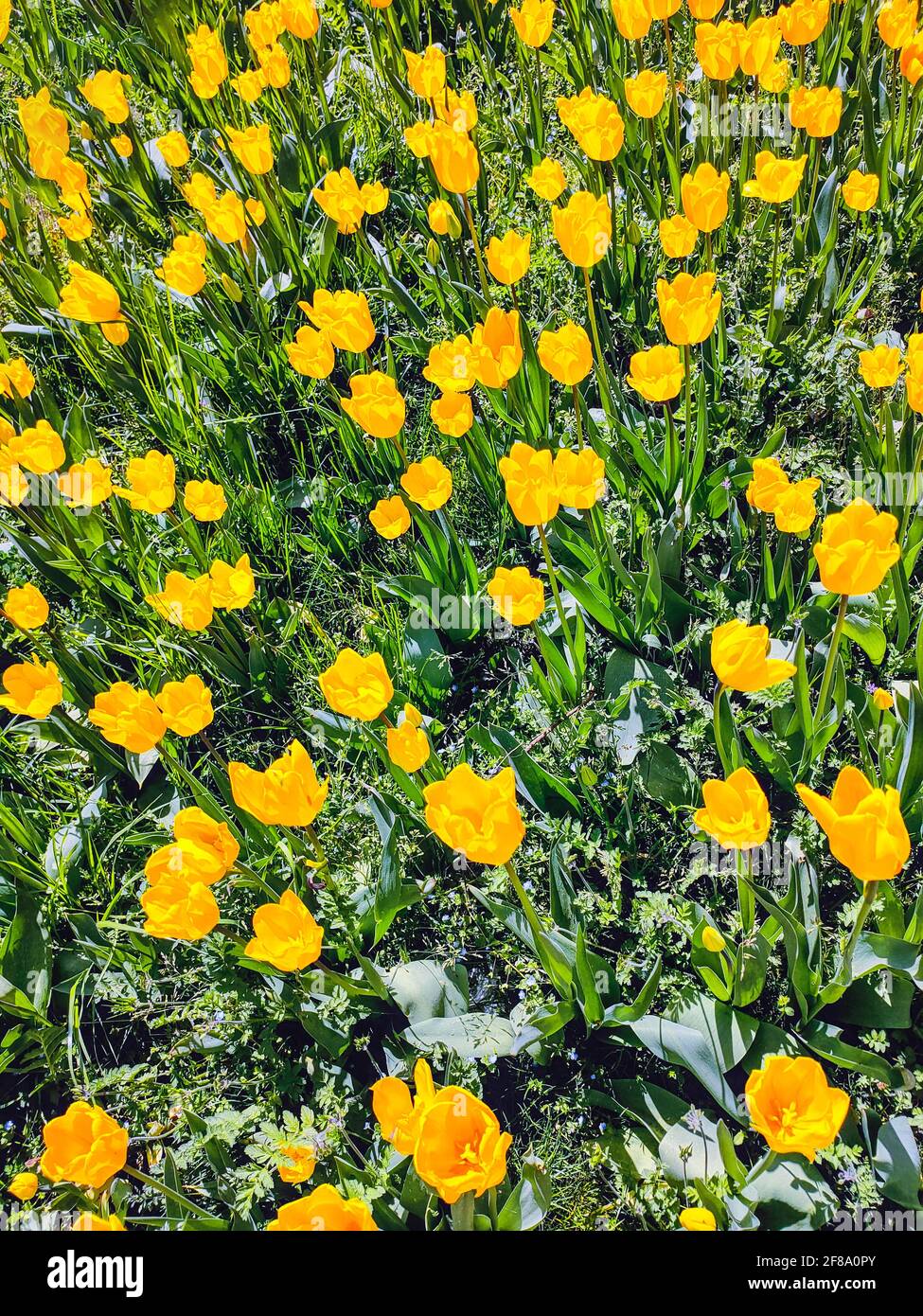 Spring meadow with a lot of yellow tulip flowers, floral background ...