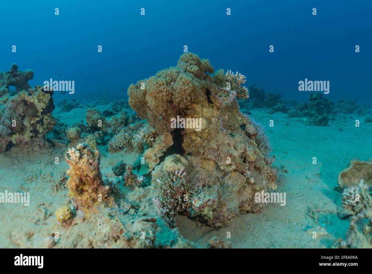 Coral reef and water plants in the Red Sea, Eilat Israel Stock Photo