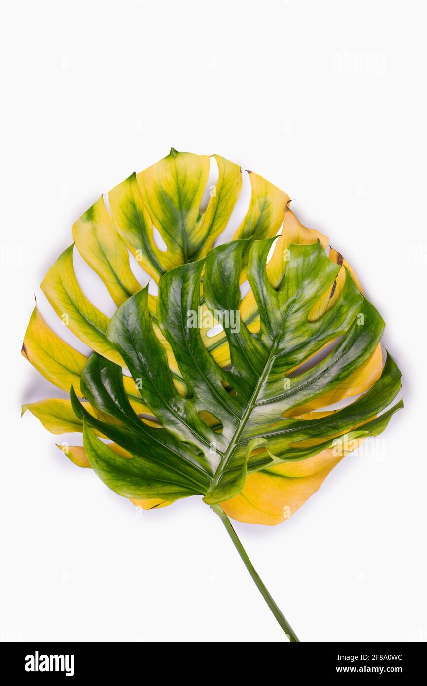 Big green and yellow Monstera leaves, Swiss cheese plant tropical isolated on white background