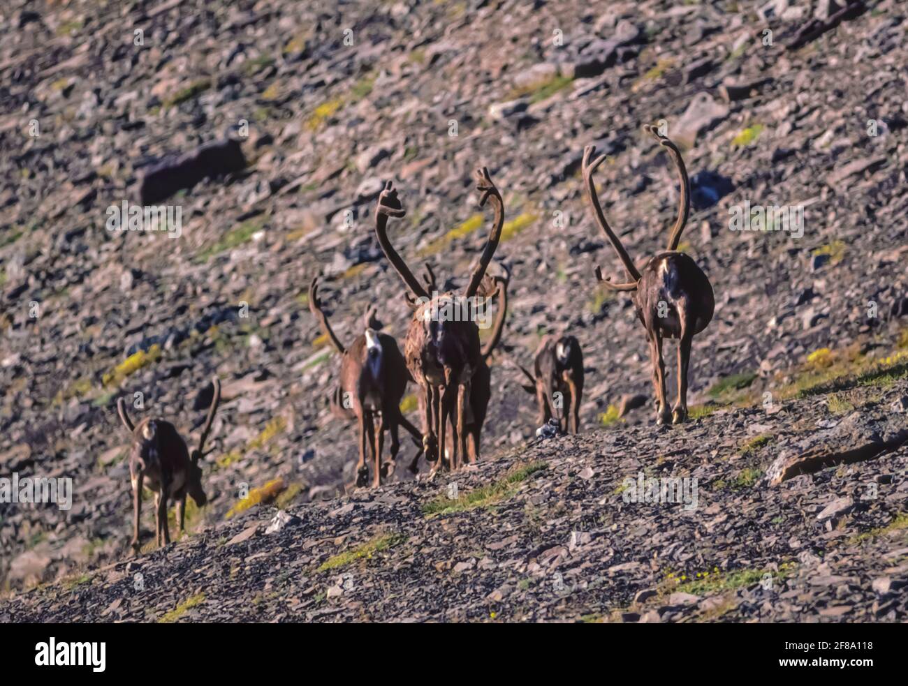 Arctic national park caribou hires stock photography and images Alamy