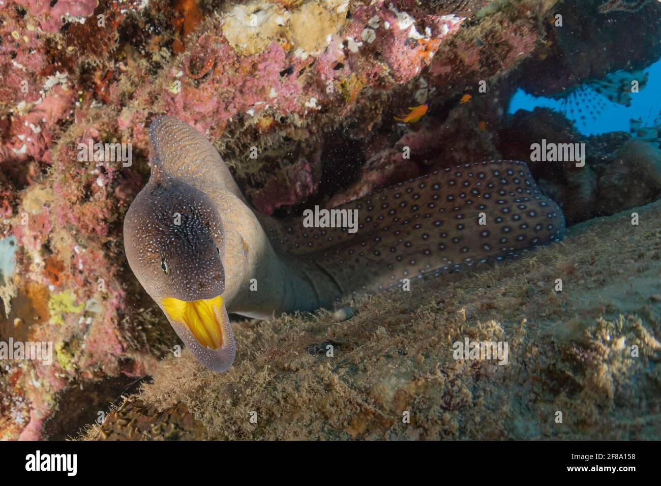 Moray eel Mooray lycodontis undulatus in the Red Sea, eilat israel Stock Photo