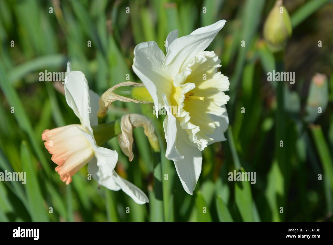 Daffodil Duet, Daffodil Duo, Daffodils, Narcissus In England UK High Resolution Stock Photo, DSLR Stock Photo