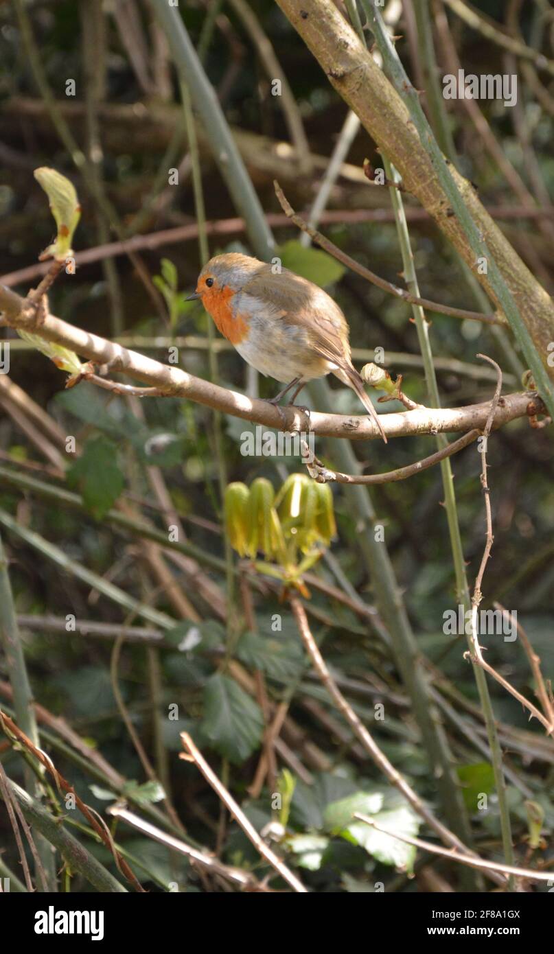 Beautiful Robin Bird is singing a beautiful song on tree with the branches leaves backlit in England UK High Resolution Stock Photo, DSLR Stock Photo