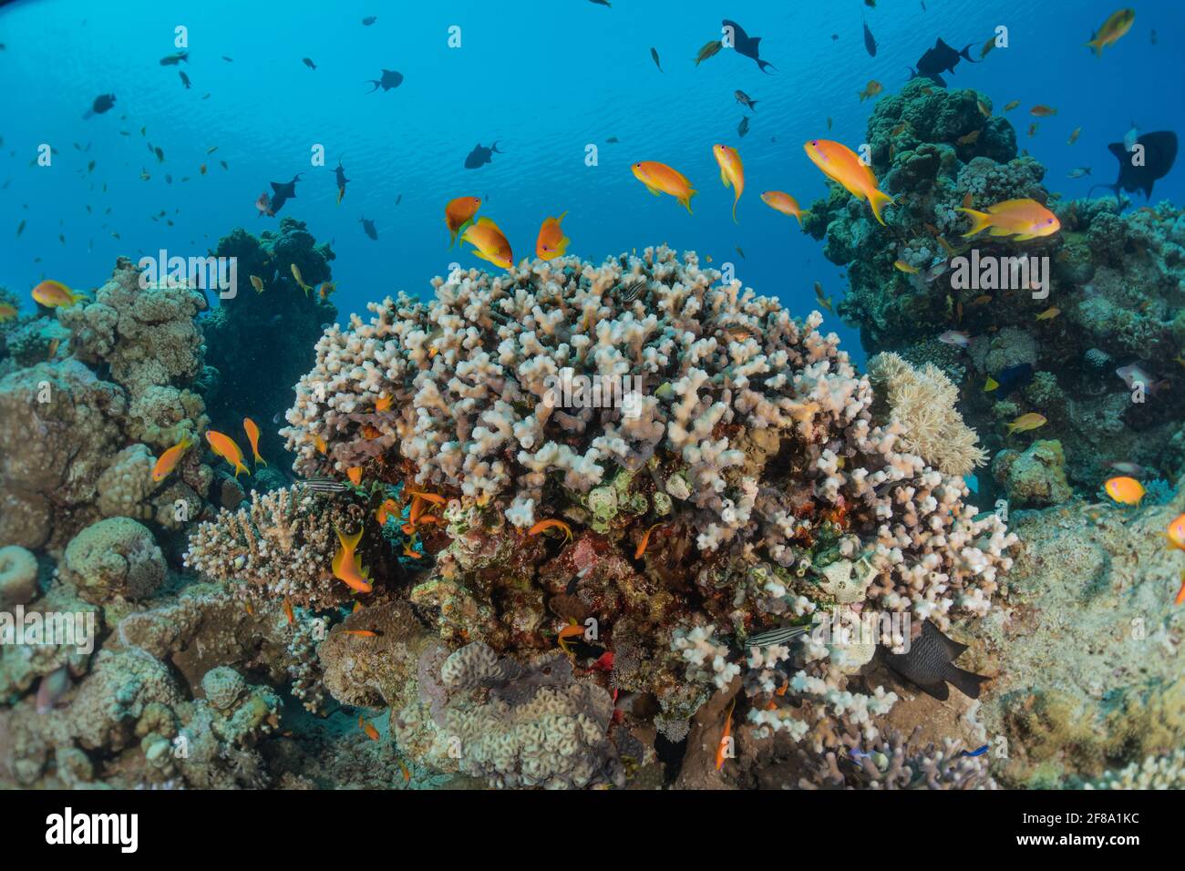Coral reef and water plants in the Red Sea, Eilat Israel Stock Photo