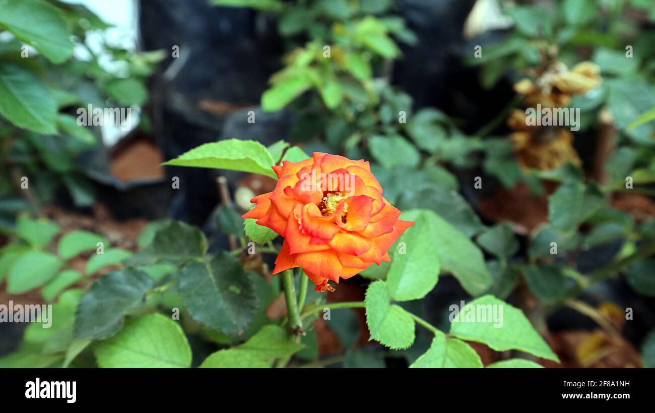 Beautiful view of a orange colour rose in the plant nursery Stock Photo