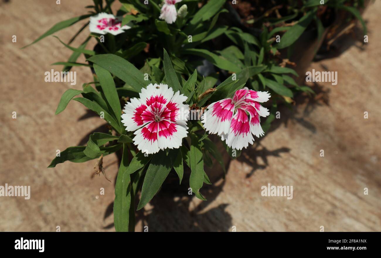 Overhead view of a Dianthus chinensis or rainbow pink plant with two flowers Stock Photo