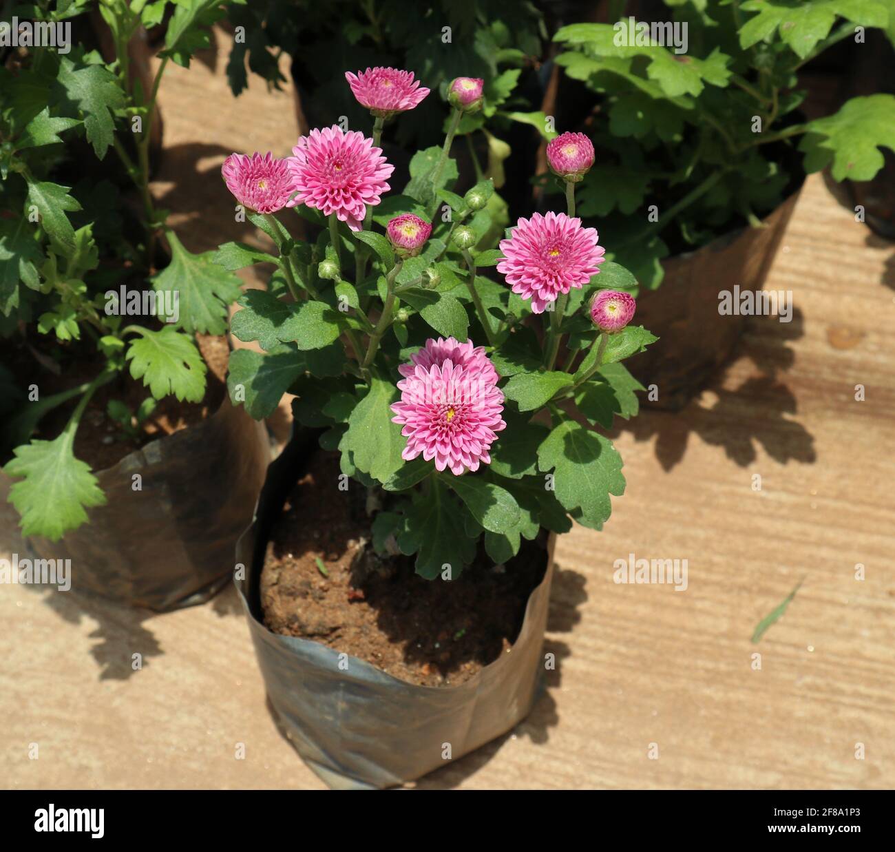 Rat day time garden hires stock photography and images Alamy