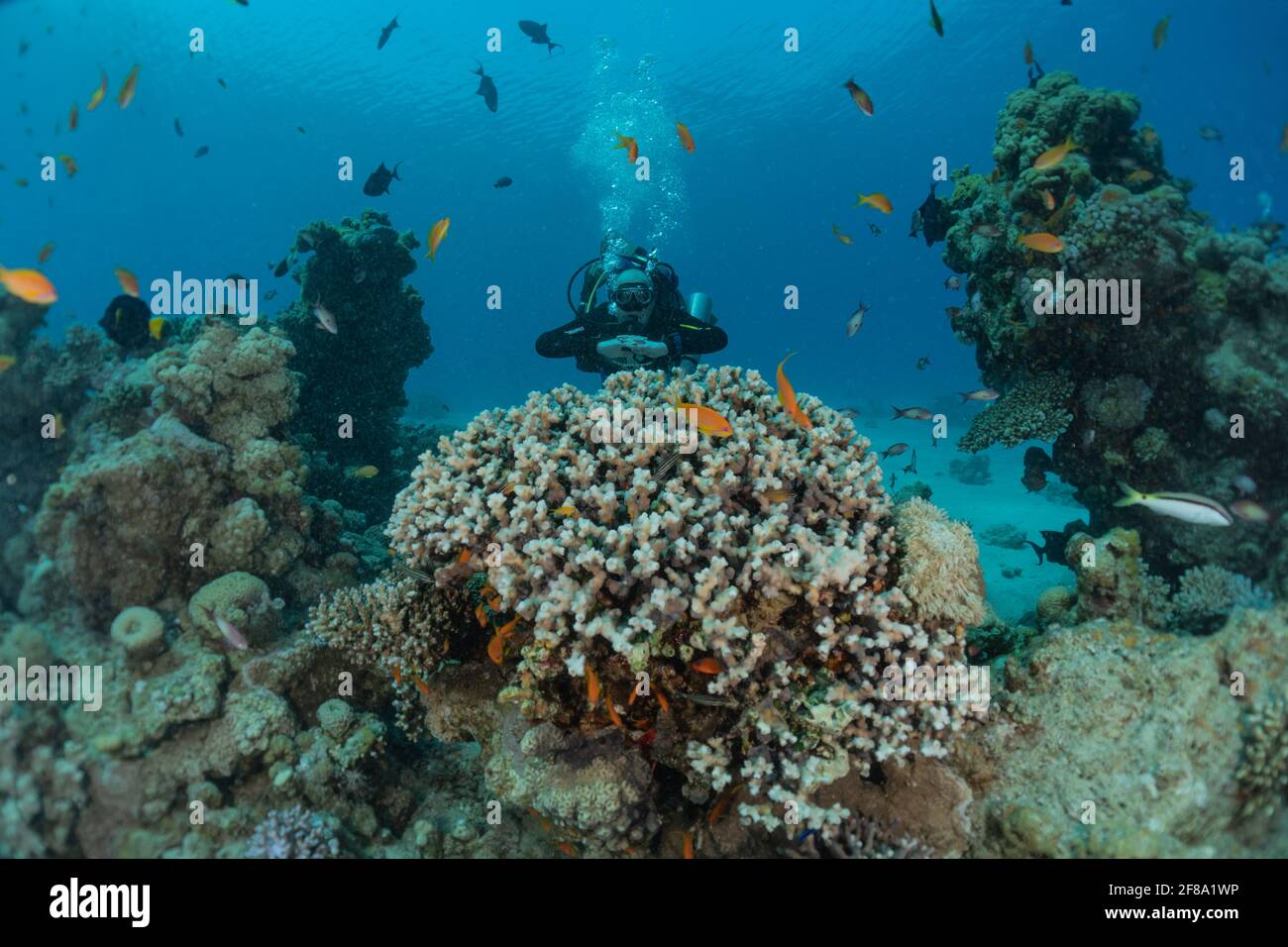 Coral reef and water plants in the Red Sea, Eilat Israel Stock Photo