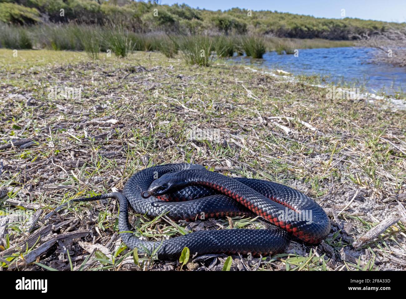 Red Belly Black Snake High Resolution Stock Photography And Images Alamy