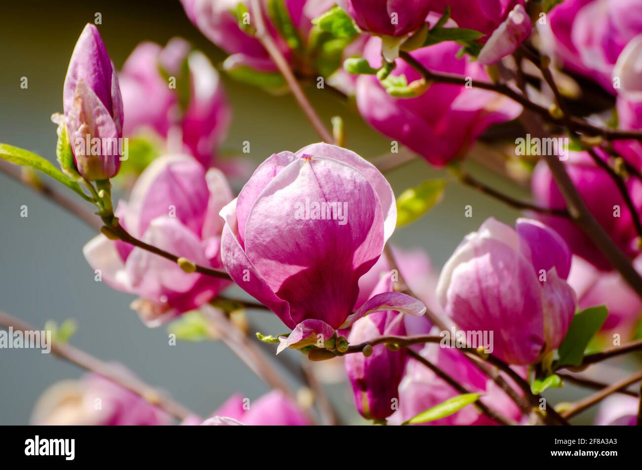 Magnolia spring flowers Stock Photo - Alamy