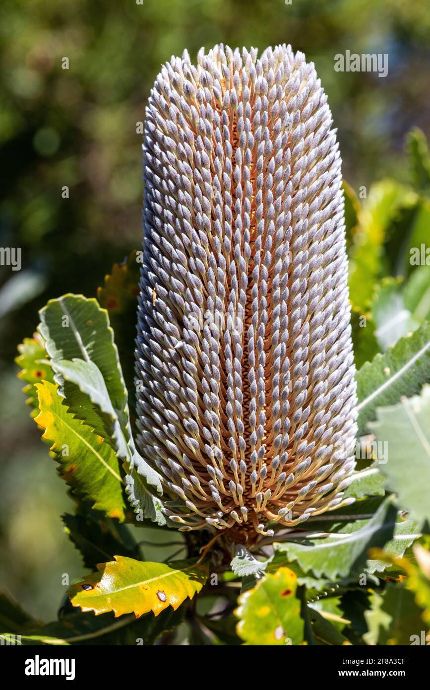 Saw-tooth Banksia flower or Banksia cone Stock Photo