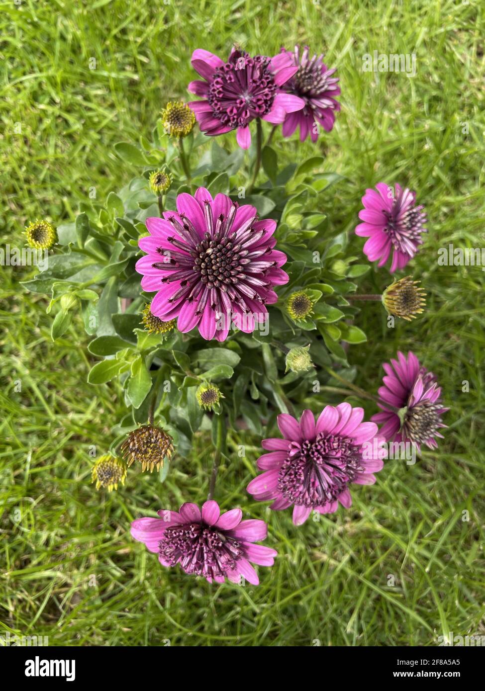 Top-view of purple Symphyotrichum novae-angliae flowers, the New ...