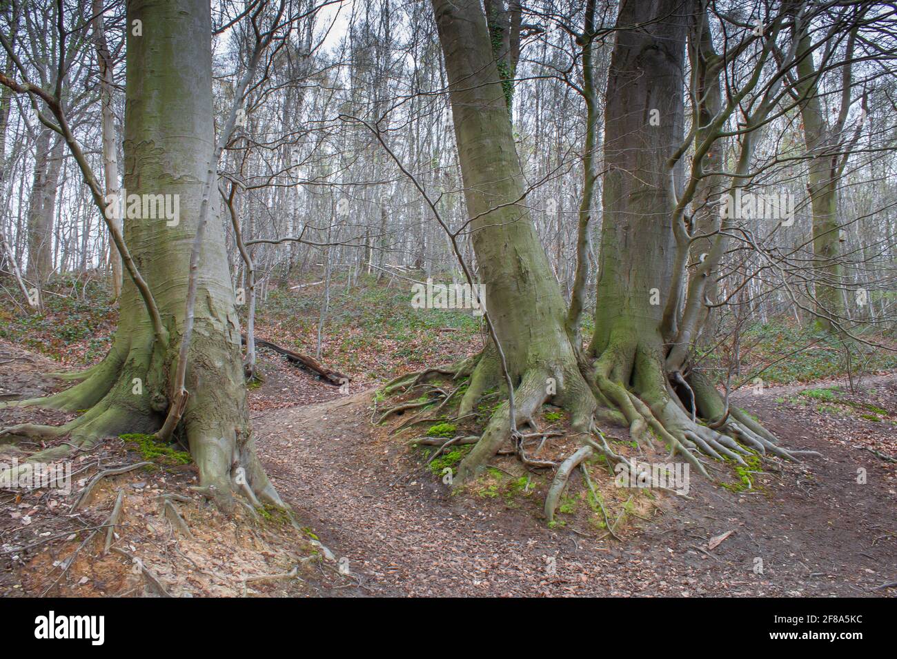 Majestic trees with deep roots of northern hardwood forest Stock Photo ...