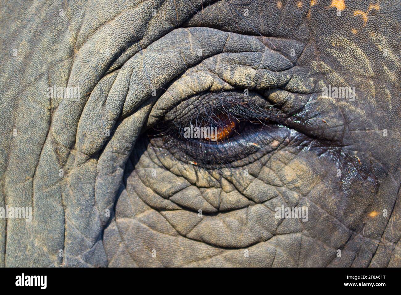 Chitwan National Park, Nepal. Eye of elephant Stock Photo