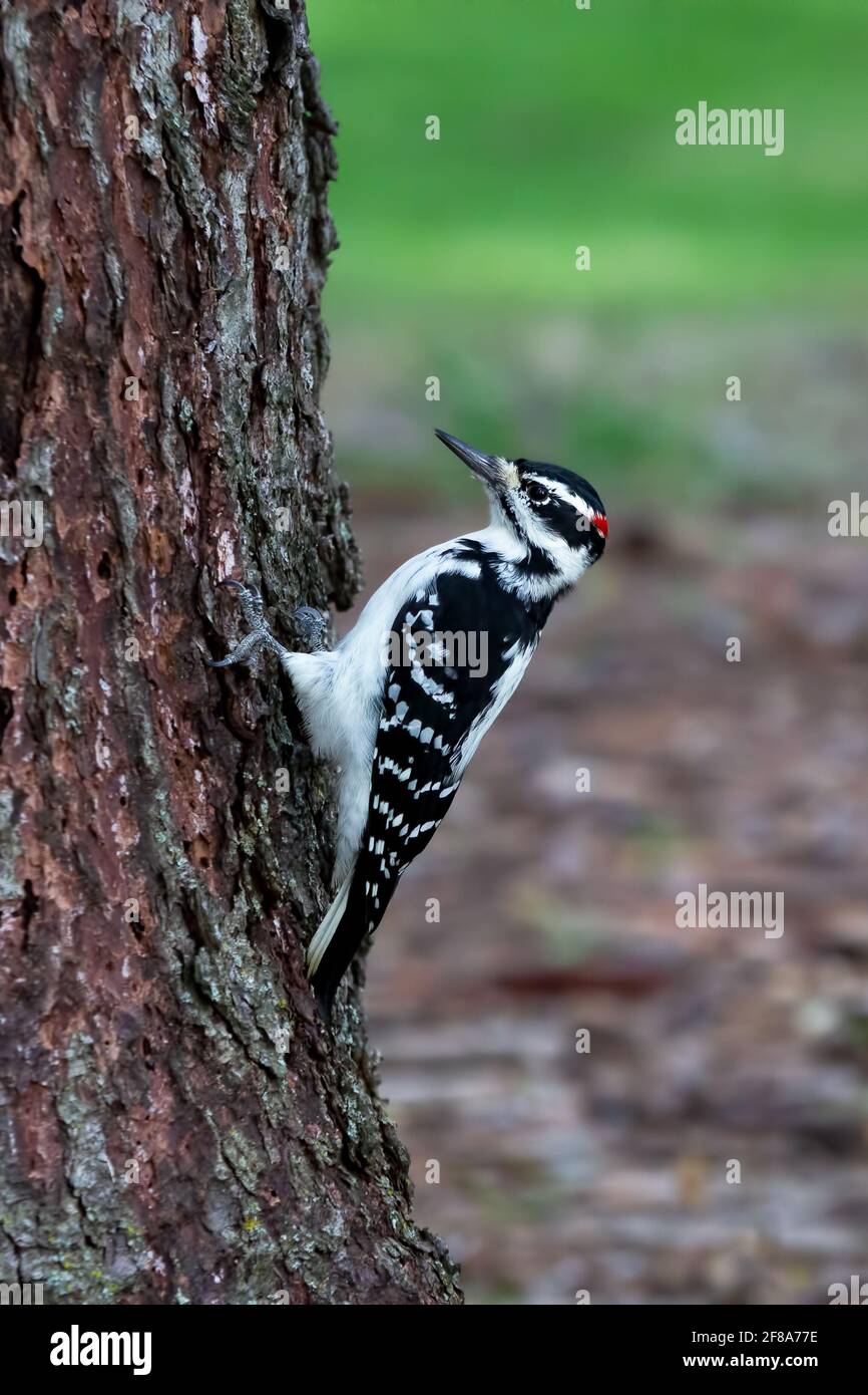 Hairy woodpecker (Leuconotopicus villosus) - Male hairy woodpecker perched on the side of a tree Stock Photo