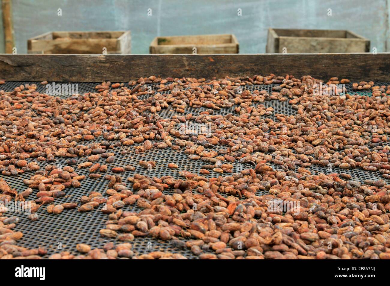 Organic Cacao or Cocoa Beans Drying in Mindo Ecuador Stock Photo