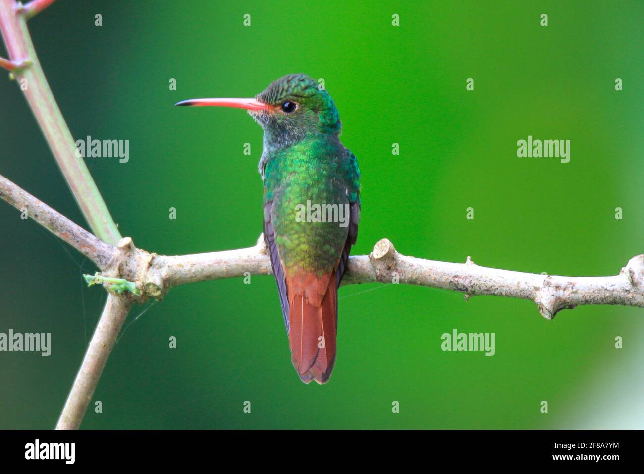 Rufous-tailed emerald hummingbird perched on a branch in Mindo, Ecuador, South America with green background Stock Photo