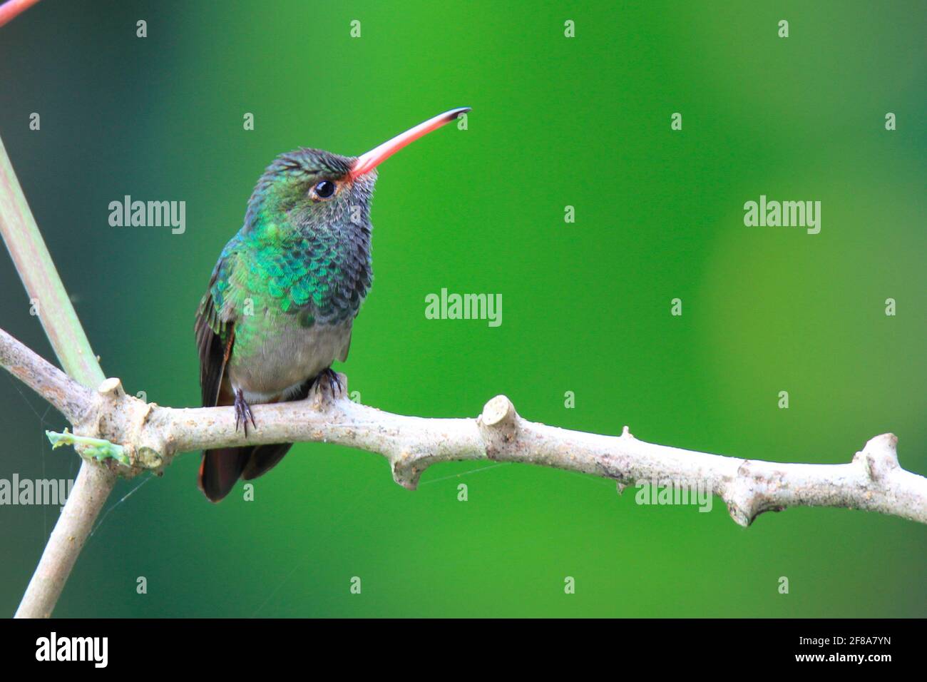 Rufous-tailed emerald hummingbird perched on a branch in Mindo, Ecuador, South America with green background Stock Photo