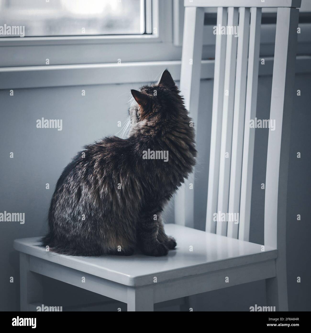 A gray fluffy tabby cat sits on a wooden chair and looks out the window. Selective focus Stock Photo