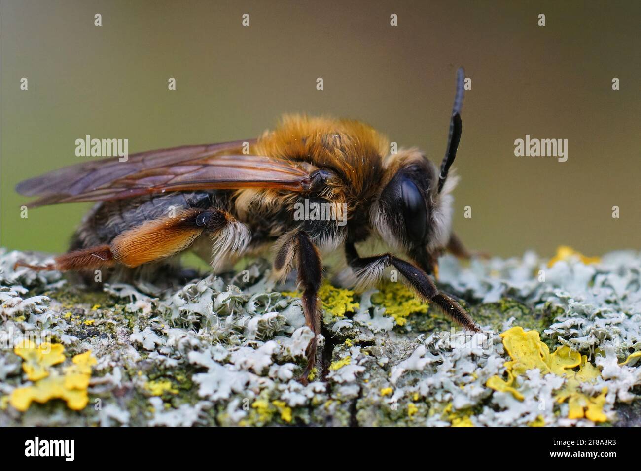 Colorful female gray-gastered mining bee (Andrena tibia's was) on a ...
