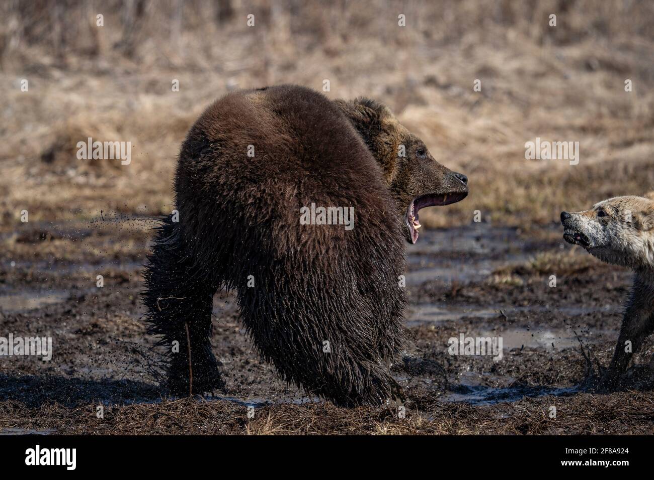 bear and dog . the dog attacks and bites the bear Stock Photo Alamy