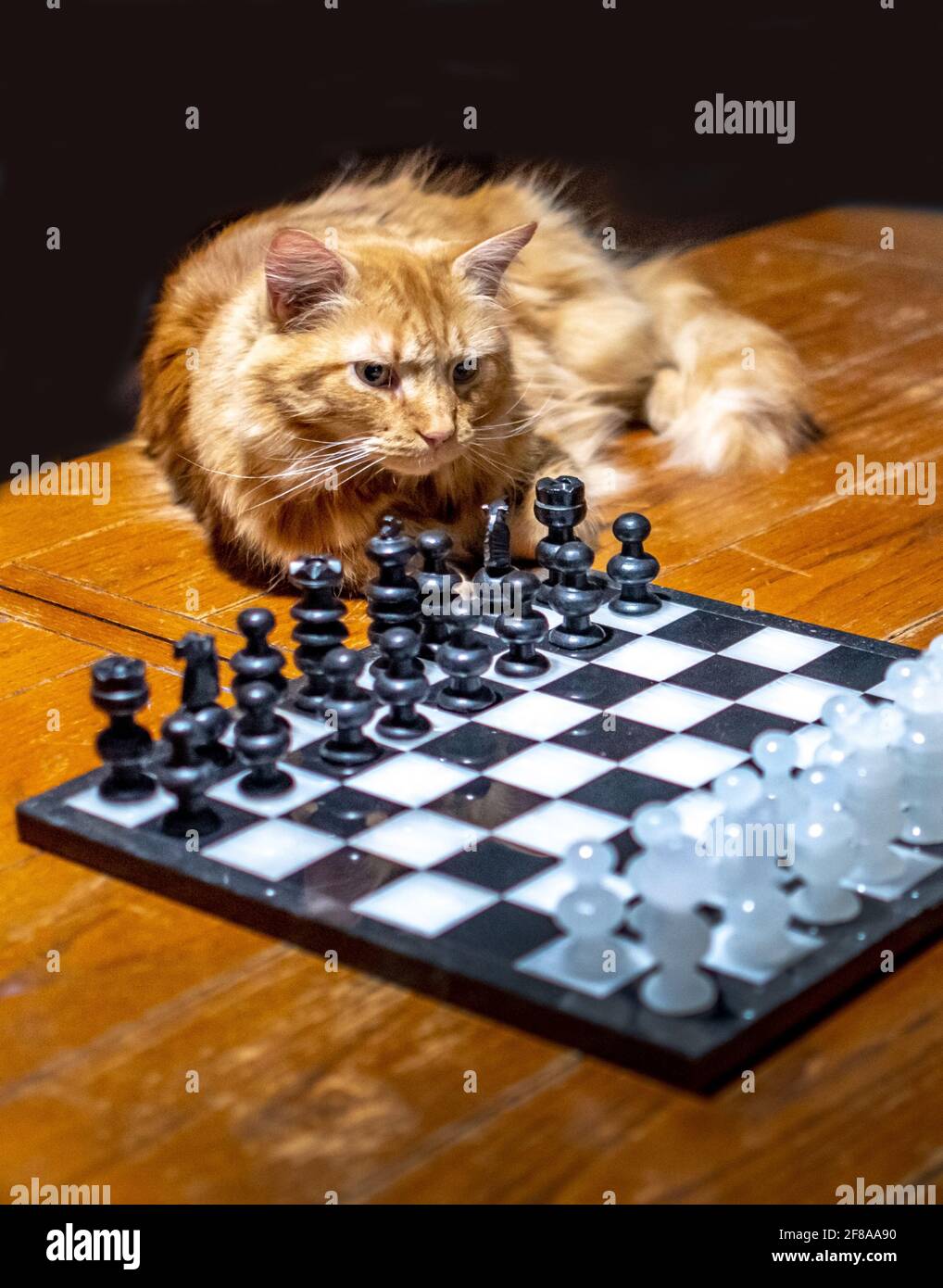 Cat board game hi-res stock photography and images - Alamy