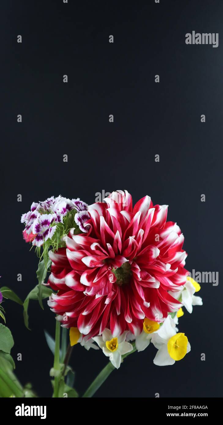 Beautiful bouquet or group of different bright flowers isolated on dark background, Canna, Carnation, Chrysanthemum, Daffodil, Dahlia, Rose, Lily Stock Photo
