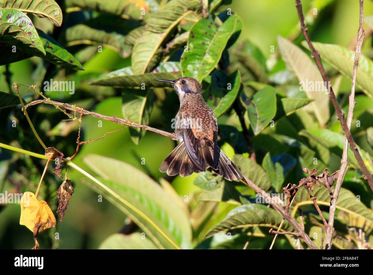 Brown violetear hummingbird perched on branch in Mindo, Ecuador, South America Stock Photo