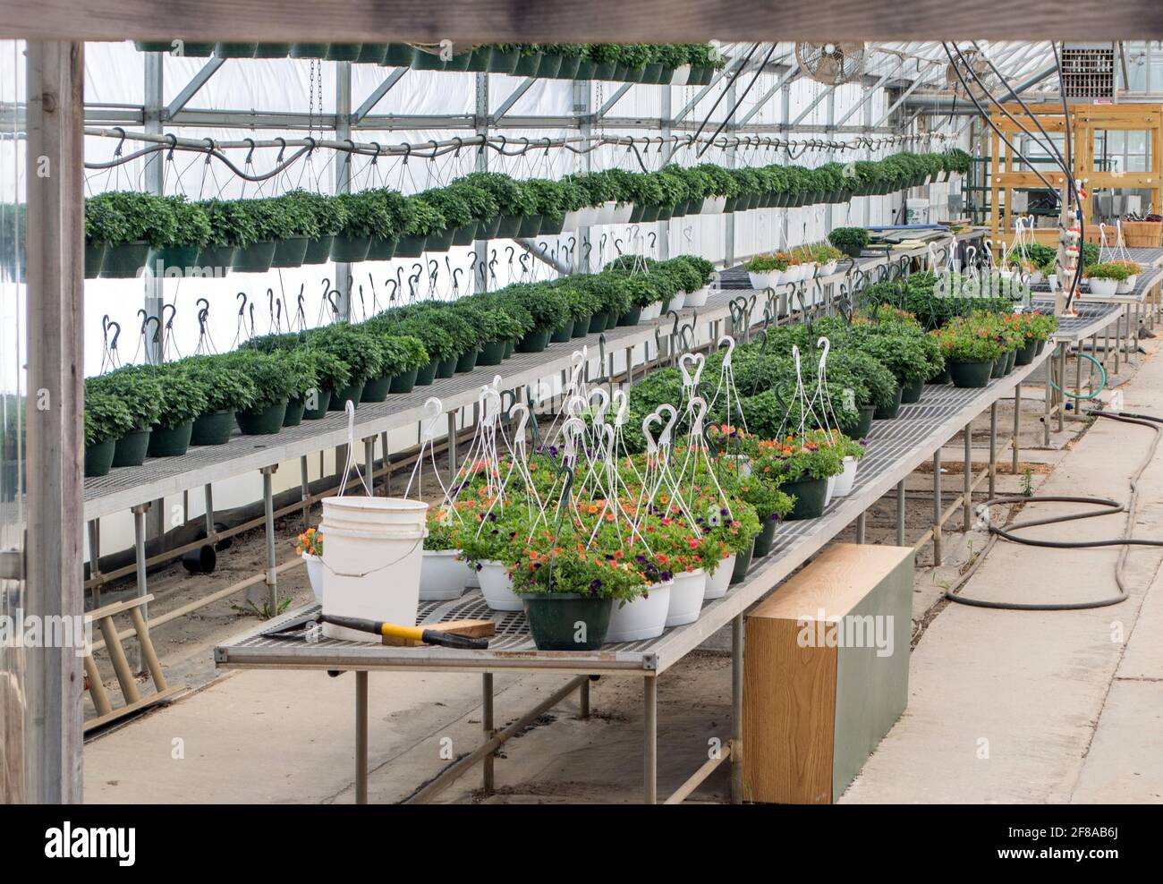 dozens of hanging plants grow in a commercial green house, ready for