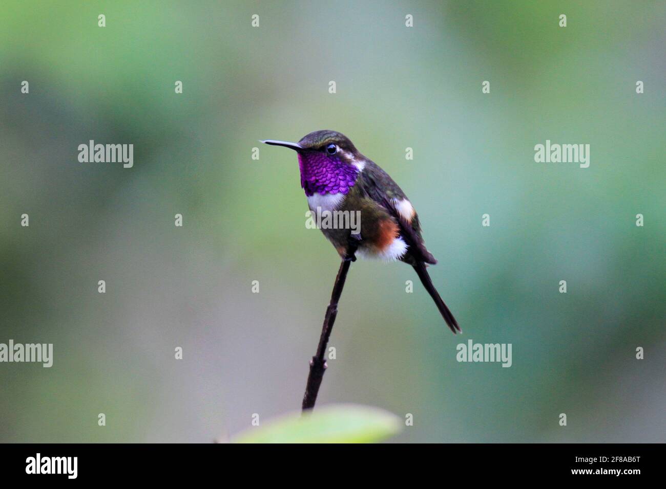 Purple-throated woodstar hummingbird perched on branch in Mindo, Ecuador, South America Stock Photo