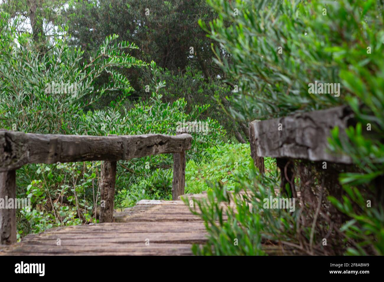 Small Forest Bridge Wooden bridge in the forest hi-res stock photography and images - Alamy