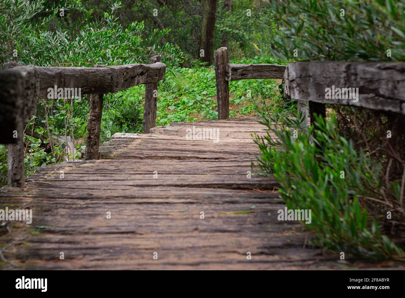 Small Forest Bridge Wooden bridge in the forest hi-res stock photography and images - Alamy