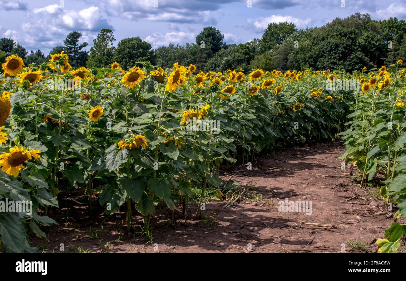 a blooming field of golden sunflowers in Michigan USA, has paths for