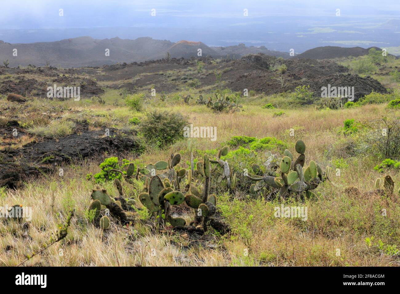 Cactus on Lava Fields of Isla Isabela, Galapagos Islands Stock Photo