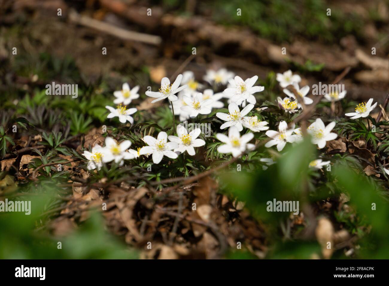 Many white wood anemone flower. Latin name: Anemone nemorosa Stock Photo