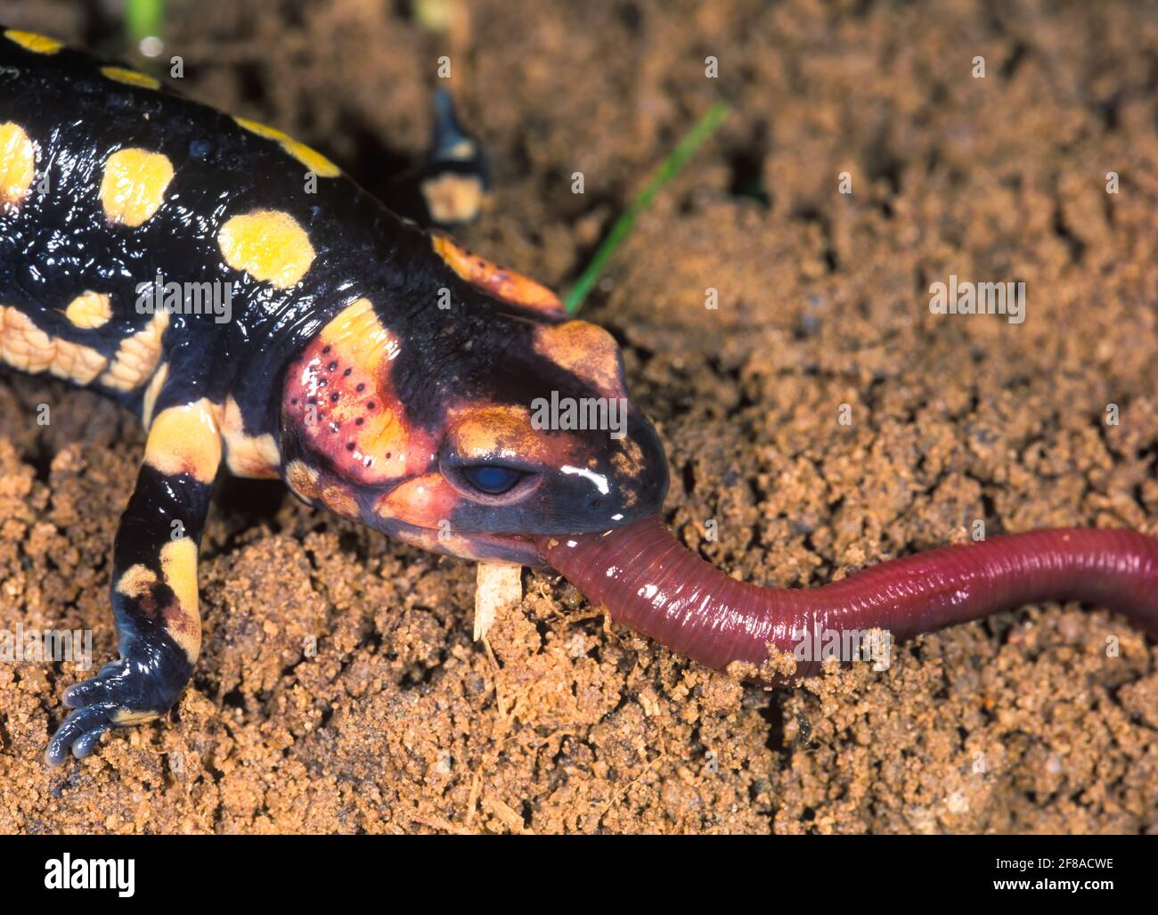 Diet Of Various Insects High Resolution Stock Photography and Images