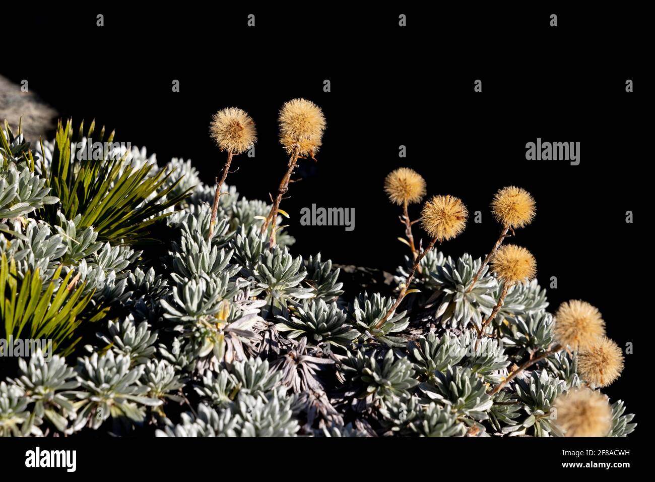 Alpine flora, New Zealand Stock Photo