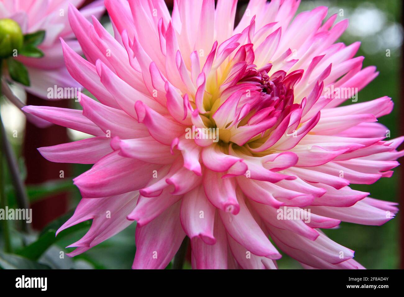 Close up of pink dahlia flower petals Stock Photo - Alamy