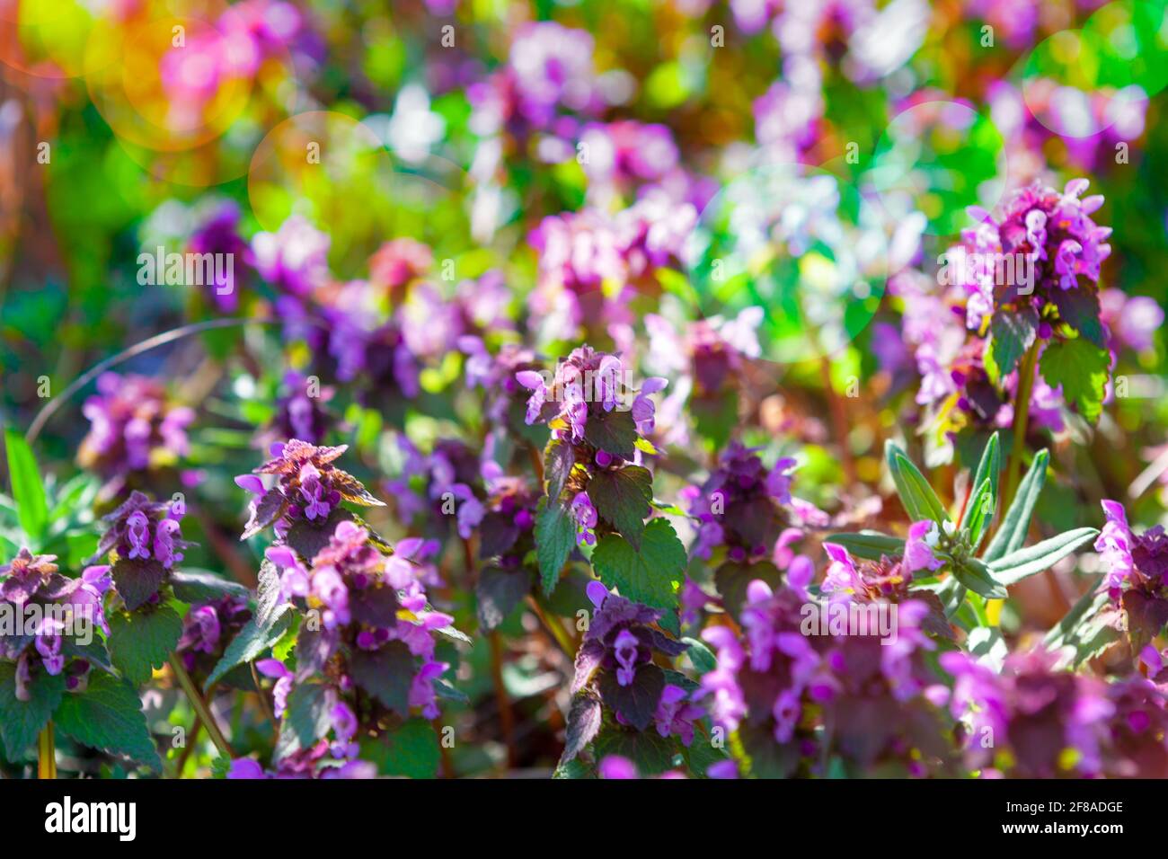 Vibrant colors of wild flowers . Pulmonaria officinalis flowers in bloom Stock Photo