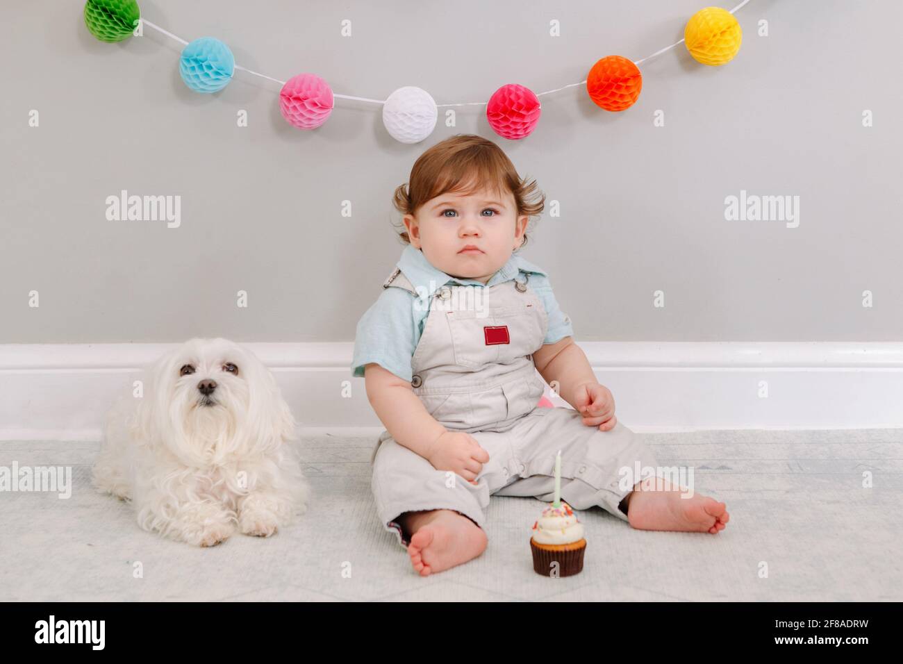 Happy cute Caucasian baby boy celebrating his first birthday at home. Child kid toddler sitting on floor with white pet dog friend. Tasty cupcake Stock Photo