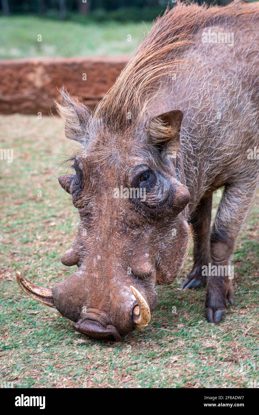 Warthog at Giraffe Manor in Nairobi, Kenya Stock Photo