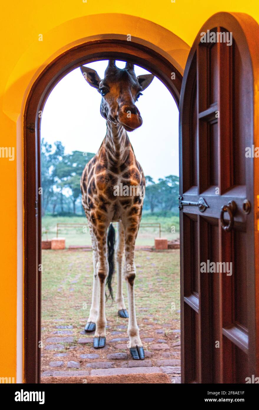 giraffe looking inside the door at Giraffe Manor Stock Photo - Alamy