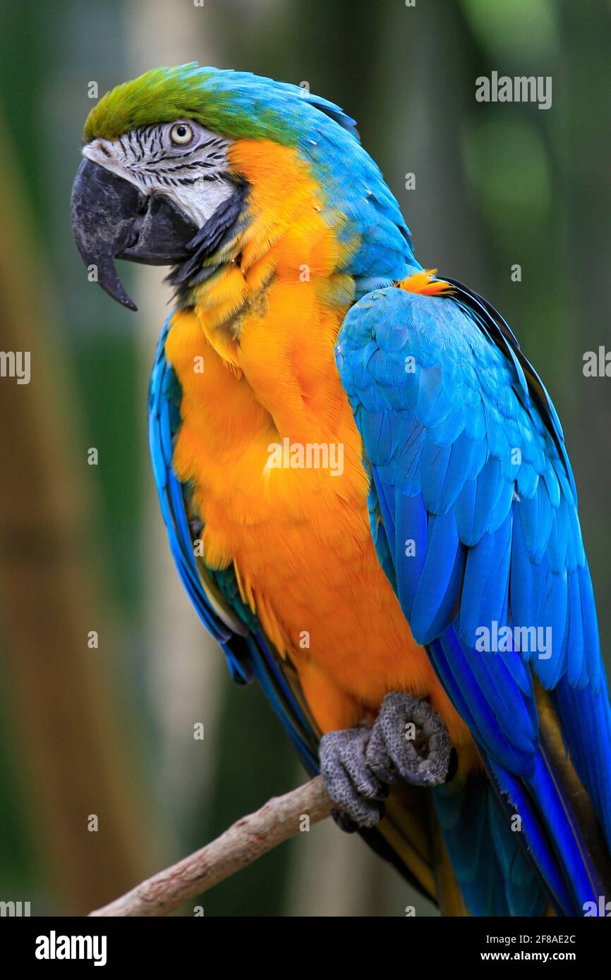 Close-Up of Blue and Gold Macaw Parrot at Audubon Zoo, New Orleans,  Louisiana Stock Photo - Alamy